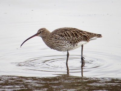 Curlew