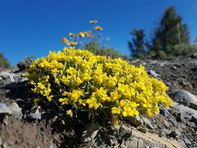 Cushion Bladderpod