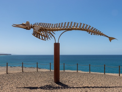 Cuvier's Beaked Whale
