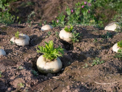 Daikon