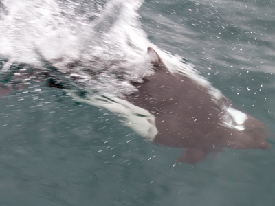Dall's Porpoise
