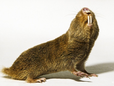 Damaraland Mole-rat