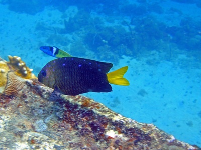 Damselfish