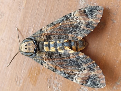 Death's-head Hawkmoth