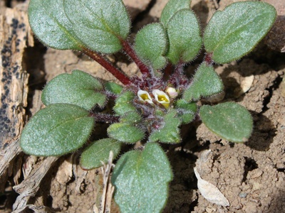 DeBeque Phacelia