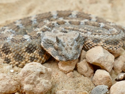 Desert Horned Viper