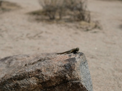 Desert Locust