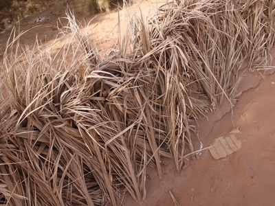 Desertification