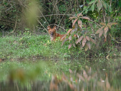 Dhole