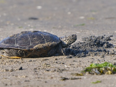 Diamondback Terrapin