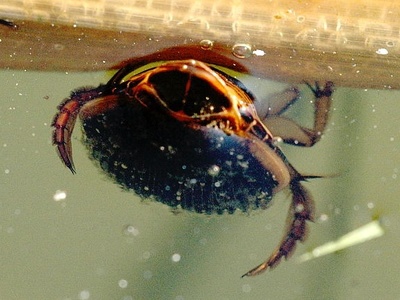 Diving Beetle (Great)