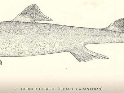 Dogfish (Spiny)