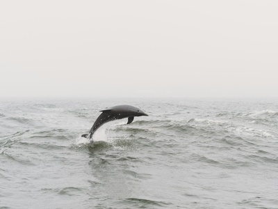 Dolphin (Bottlenose)
