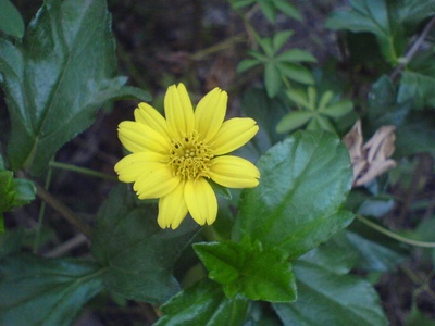 Dot-leaf Zinnia
