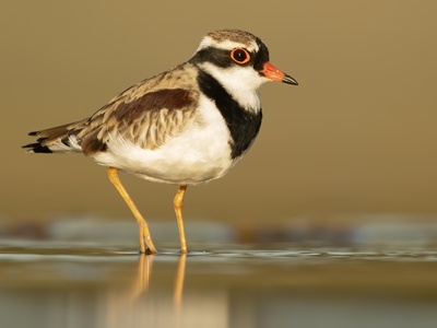 Dotterel (Eurasian)
