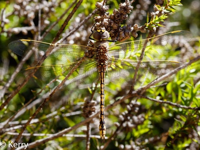 Dragonfly (Emperor)