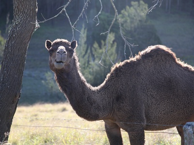 Dromedary Camel