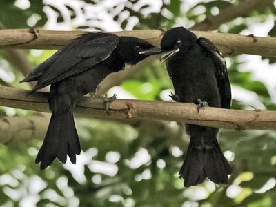 Drongo (Black)