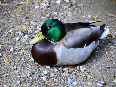 Duck (Mallard)