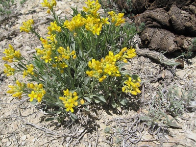 Dudley Bluffs Twinpod