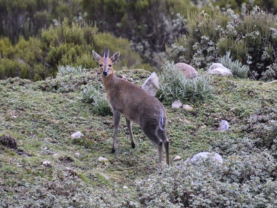 Duiker (Common)