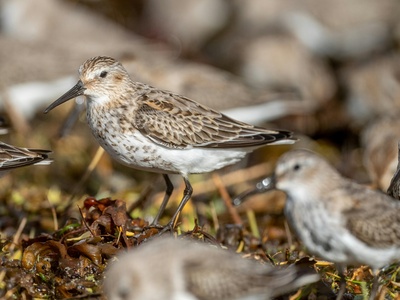 Dunlin