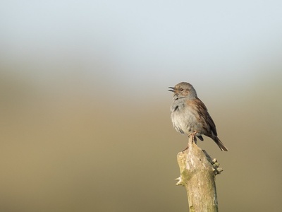 Dunnock