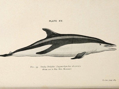 Dusky Dolphin