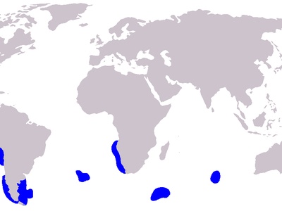 Dusky Dolphin