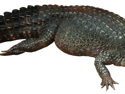 Dwarf Caiman