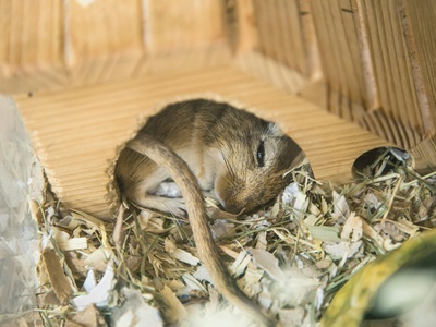 Dwarf Hamster (Campbell's)