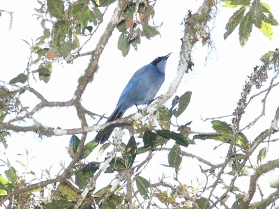 Dwarf Jay