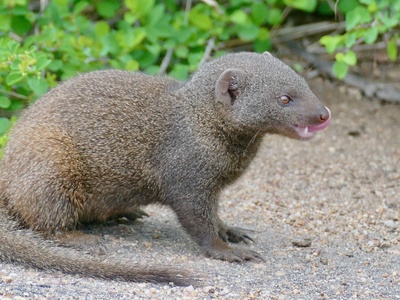 Dwarf Mongoose