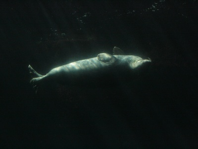 Dwarf Sperm Whale