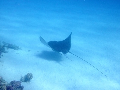 Eagle Ray