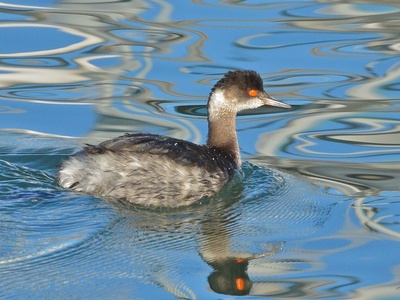 Eared Grebe