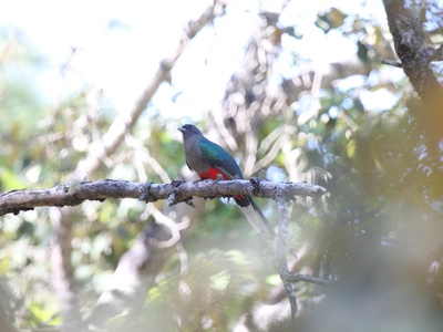 Eared Quetzal