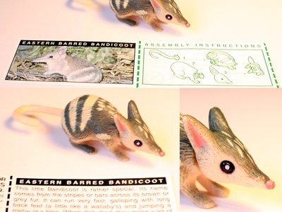 Eastern barred bandicoot