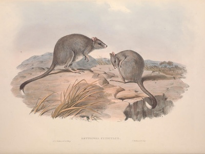 Eastern bettong