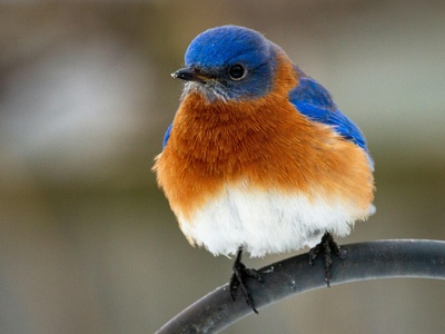 Eastern Bluebird