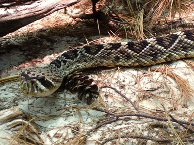 Eastern Diamondback Rattlesnake