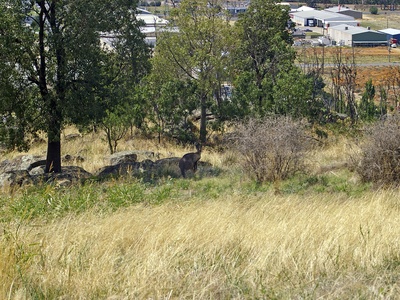 Eastern grey kangaroo