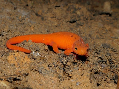 Eastern newt