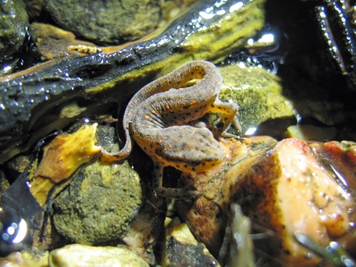 Eastern Newt