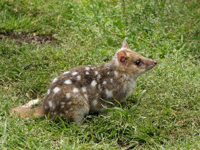 Eastern quoll