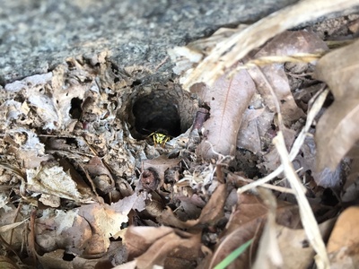 Eastern Yellowjacket