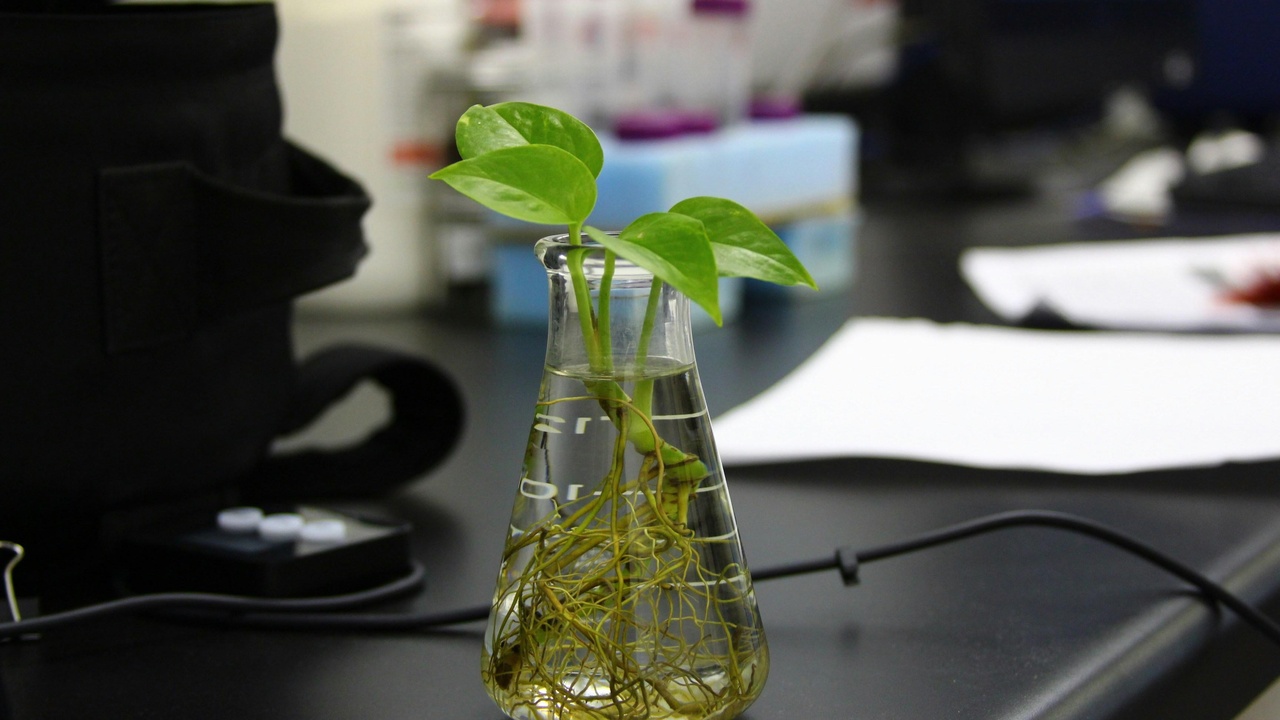 Field of genetically modified crops next to a natural habitat, illustrating economic and environmental trade-offs