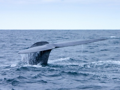 Eden's Whale