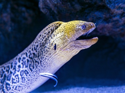 Eel