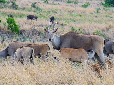 Eland, Common